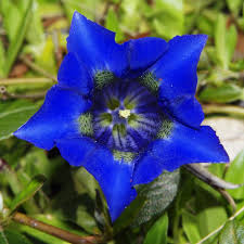 Image result for Enzian