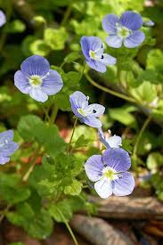 Attēlu rezultāti vaicājumam “Veronica filiformis flower”