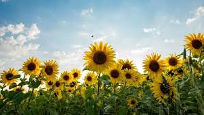 Image result for Helianthus annuus