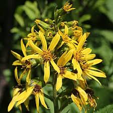 Attēlu rezultāti vaicājumam “Ligularia sibirica flower”