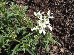 Image result for Iberis amara