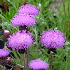 Attēlu rezultāti vaicājumam “Cirsium heterophyllum flower”
