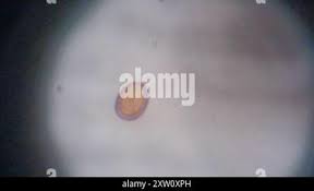 Attēlu rezultāti vaicājumam “Byssocorticium atrovirens”