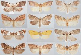 Attēlu rezultāti vaicājumam “Tortricidae”