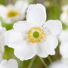 Image result for Anemonenarten
