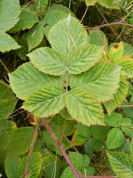 Attēlu rezultāti vaicājumam “Rubus nessensis”