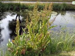 Attēlu rezultāti vaicājumam “Rumex hydrolapathum fruit”