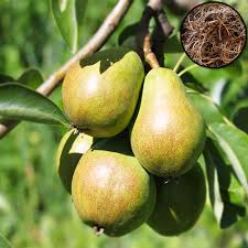 Attēlu rezultāti vaicājumam “Pyrus”