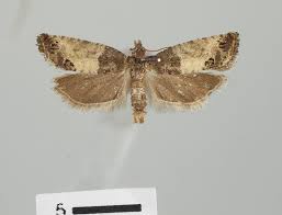 Attēlu rezultāti vaicājumam “Spilonota ocellana”