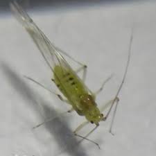 Attēlu rezultāti vaicājumam “Drepanosiphum platanoidis”