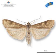 Attēlu rezultāti vaicājumam “Nomophila noctuella”