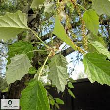 Attēlu rezultāti vaicājumam “Populus x canescens”