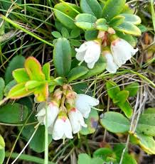 Attēlu rezultāti vaicājumam “Vaccinium vitis-idaea”