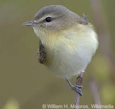 Image result for Vireo philadelphicus