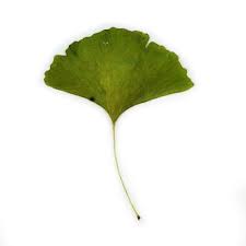 Attēlu rezultāti vaicājumam “Ginkgo biloba leaf”