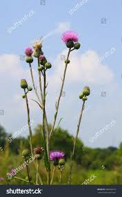 Attēlu rezultāti vaicājumam “Cirsium heterophyllum leaf”