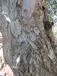 Attēlu rezultāti vaicājumam “Arthonia spadicea”