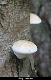 Attēlu rezultāti vaicājumam “Piptoporus betulinus”