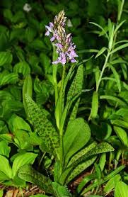 Attēlu rezultāti vaicājumam “Dactylorhiza majalis subsp. baltica flower”