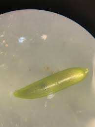 Attēlu rezultāti vaicājumam “Najas minor”