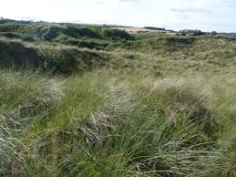 Attēlu rezultāti vaicājumam “Festuca arenaria”