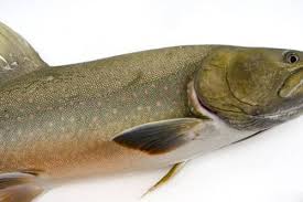 Image result for Salvelinus confluentus