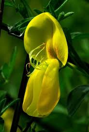 Attēlu rezultāti vaicājumam “Cytisus scoparius flower”