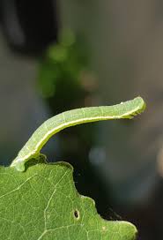 Attēlu rezultāti vaicājumam “Trichopteryx carpinata”