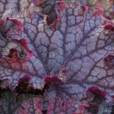 Image result for Heuchera Metallica