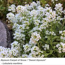 Image result for Alyssum diffusum
