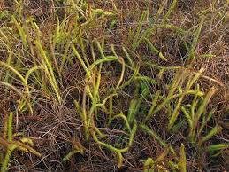 Attēlu rezultāti vaicājumam “Lycogala maculatum sessile”