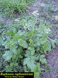 Attēlu rezultāti vaicājumam “Raphanus raphanistrum”