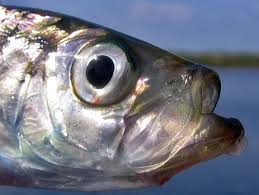 Image result for Clupea harengus