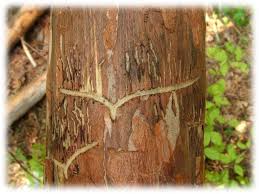 Attēlu rezultāti vaicājumam “Tomicus minor”