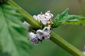 Attēlu rezultāti vaicājumam “Lycopus europaeus flower”