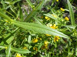 Attēlu rezultāti vaicājumam “Bidens cernua”