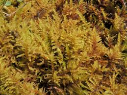 Attēlu rezultāti vaicājumam “Palustriella decipiens”