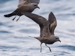 Image result for Oceanodroma monorhis