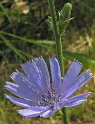 Image result for Cichorium intybus