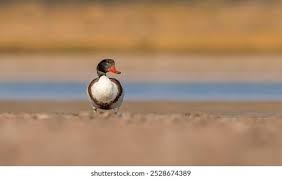 Attēlu rezultāti vaicājumam “Tadorna tadorna”