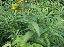 Attēlu rezultāti vaicājumam “Lysimachia vulgaris leaf”