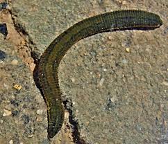 Attēlu rezultāti vaicājumam “Haemopis sanguisuga”