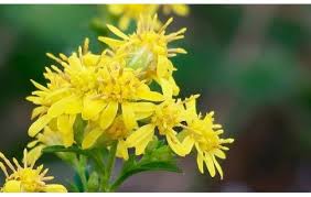 Image result for Solidago virgaurea