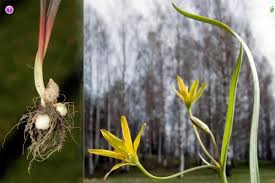Attēlu rezultāti vaicājumam “Gagea pratensis flower”