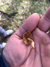 Attēlu rezultāti vaicājumam “Craterium aureonucleatum young”