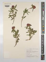 Attēlu rezultāti vaicājumam “Trifolium alpestre”