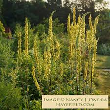 Image result for Verbascum nigrum