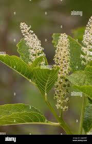 Attēlu rezultāti vaicājumam “Phytolacca acinosa flower”