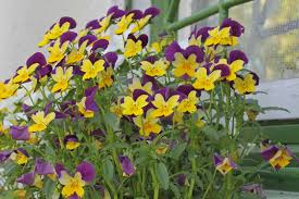 Image result for Viola cornuta