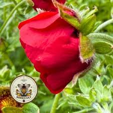 Attēlu rezultāti vaicājumam “Potentilla reptans bud”